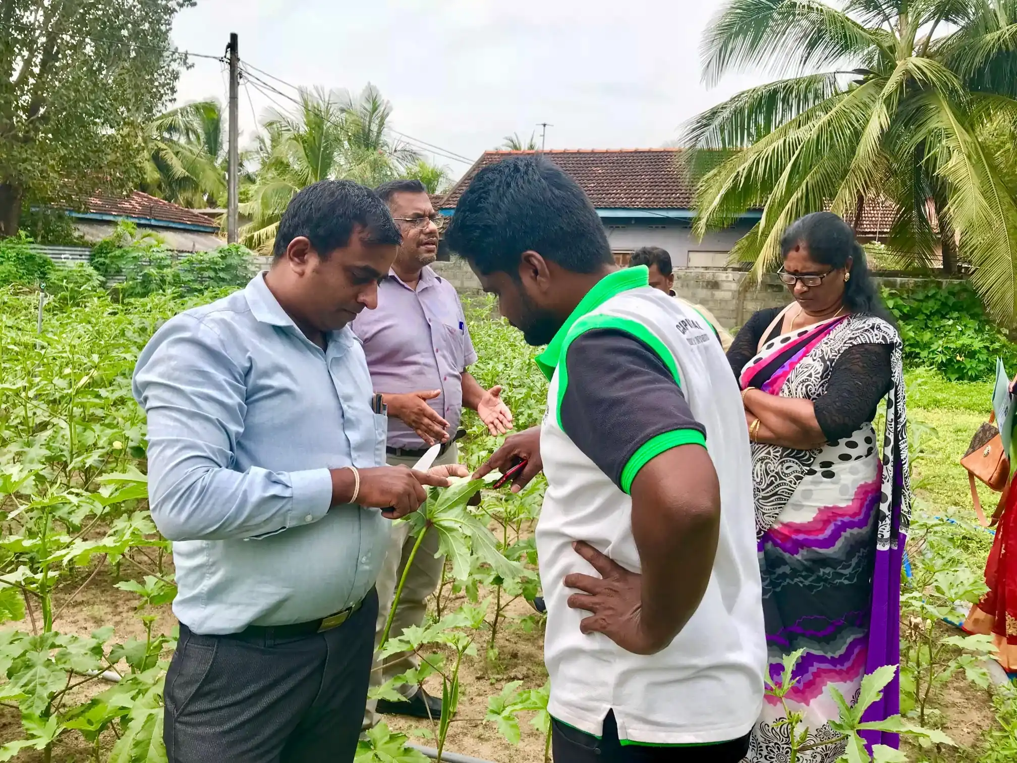 Field demonstration of pest management techniques
